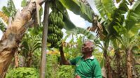 42. Kampung Reforma Agraria Baumata di Kupang, Capai Kemandirian Ekonomi Melalui Budidaya Pisang Cavendish