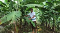 45. Perjalanan Reforma Agraria di Asahduren, Sertipikat Tanah Ulayat Buka Akses Ekonomi Masyarakat