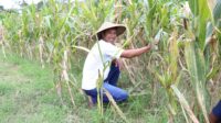 75. Reforma Agraria Lahirkan Regenerasi dan Kreativitas Petani Muda di Desa Soso