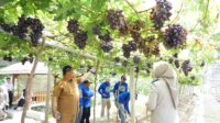 54. Jadi Kawasan Agrowisata Favorit Kota Palu, Kebun Anggur Duyu Bangkit Bukti Kerja GTRA