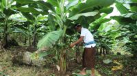 98. Berdaya dengan Akses Reforma Agraria, Desa Asahduren Lebih Produktif dengan Pisang Cavendish